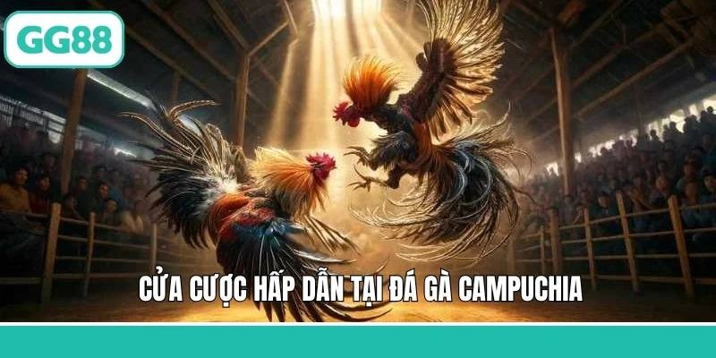 Cửa cược hấp dẫn tại đá gà Campuchia