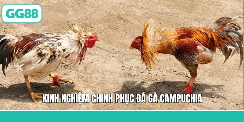 Kinh nghiệm chinh phục đá gà Campuchia
